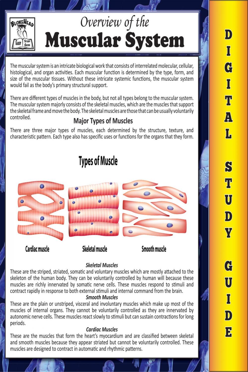 Big bigCover of Muscular System ( Blokehead Easy Study Guide)