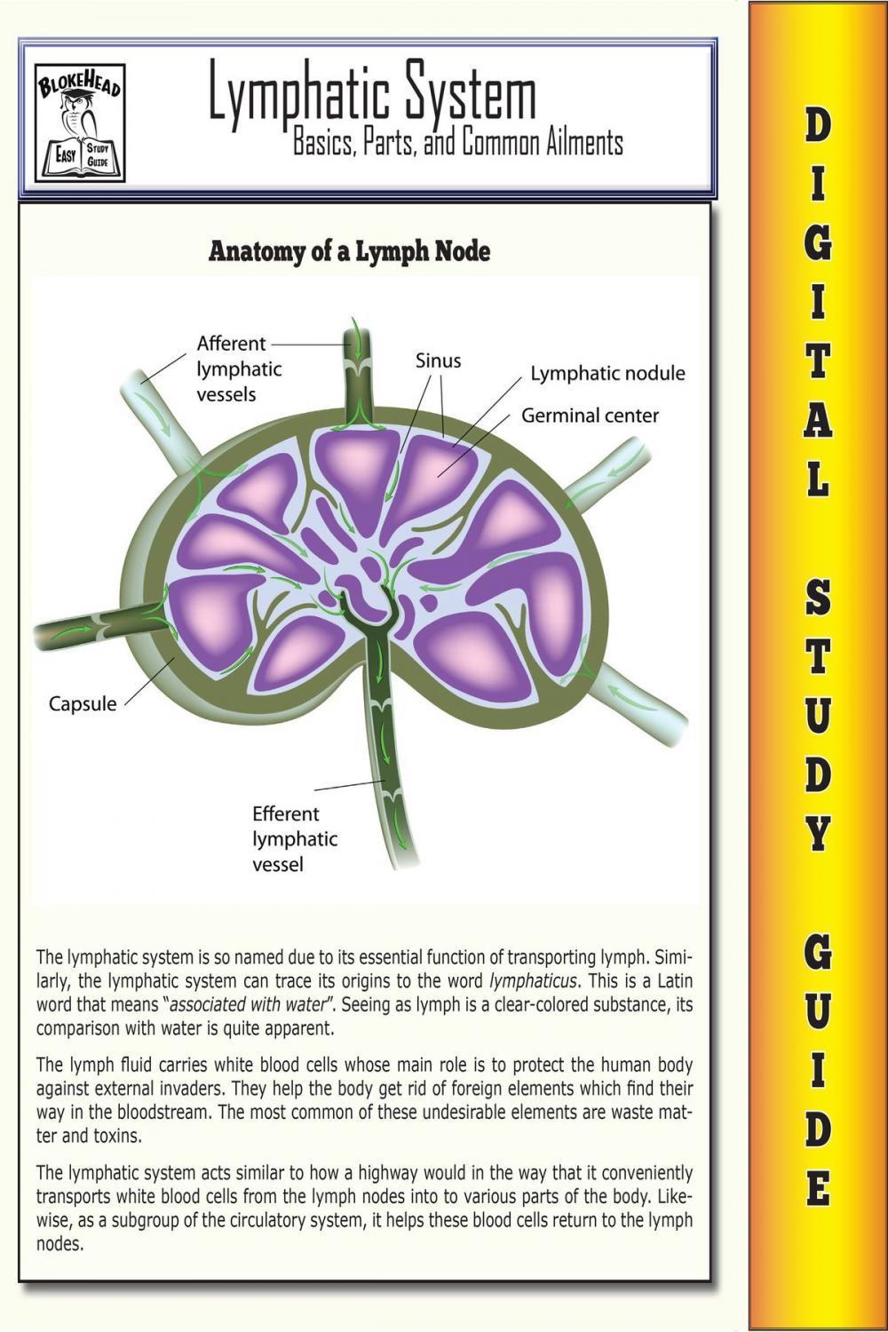 Big bigCover of Lymphatic System ( Blokehead Easy Study Guide)