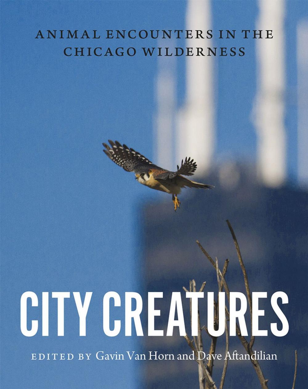 Big bigCover of City Creatures