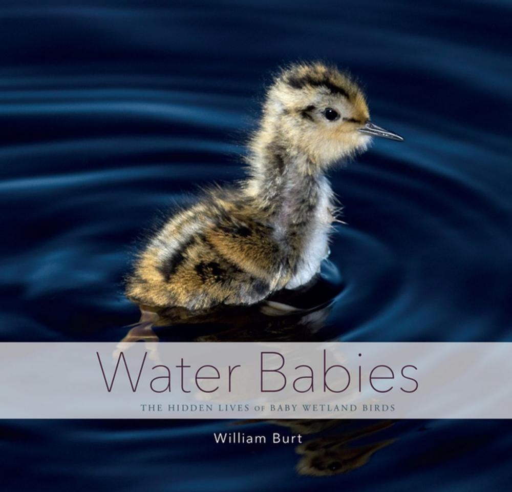 Big bigCover of Water Babies: The Hidden Lives of Baby Wetland Birds