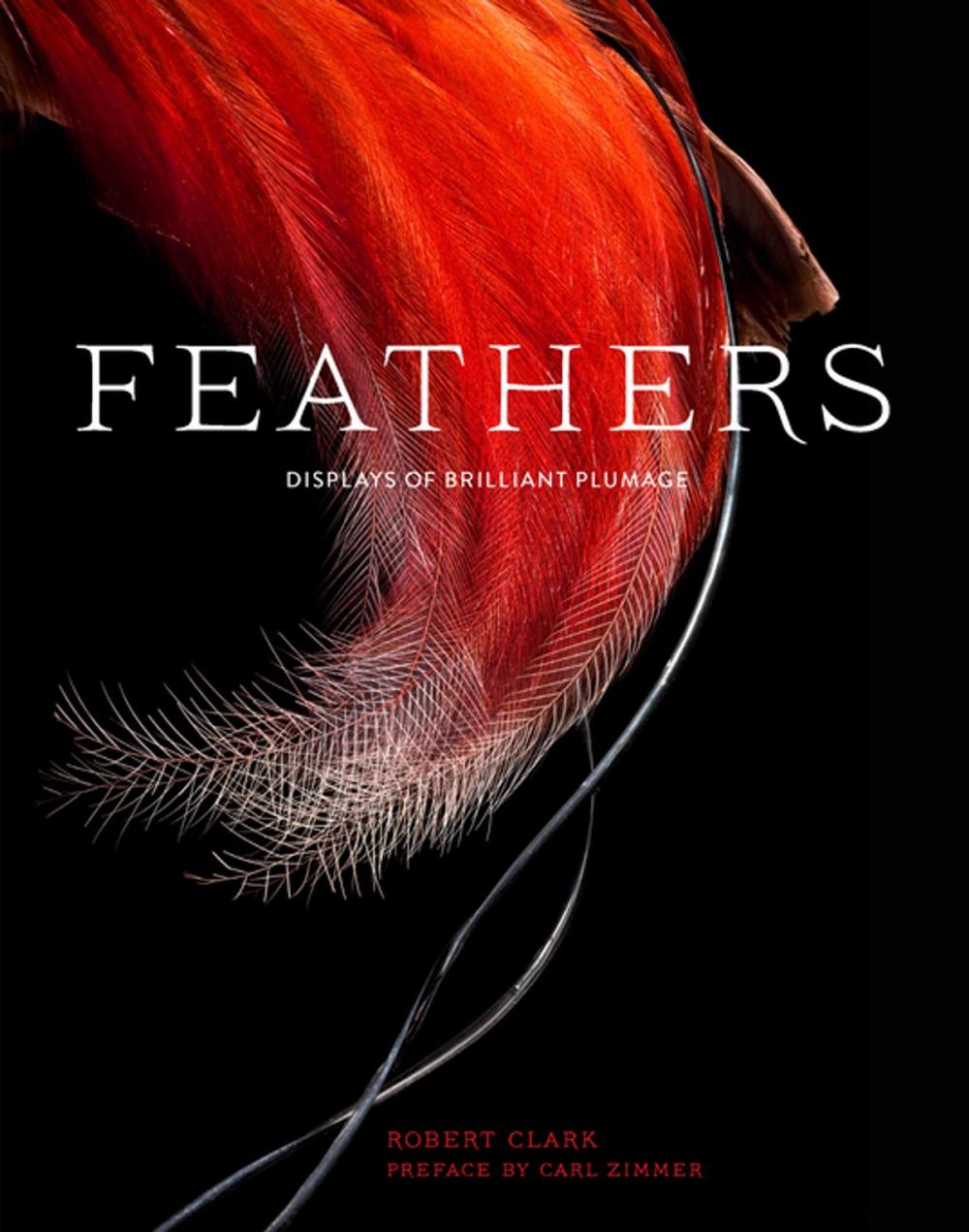 Big bigCover of Feathers