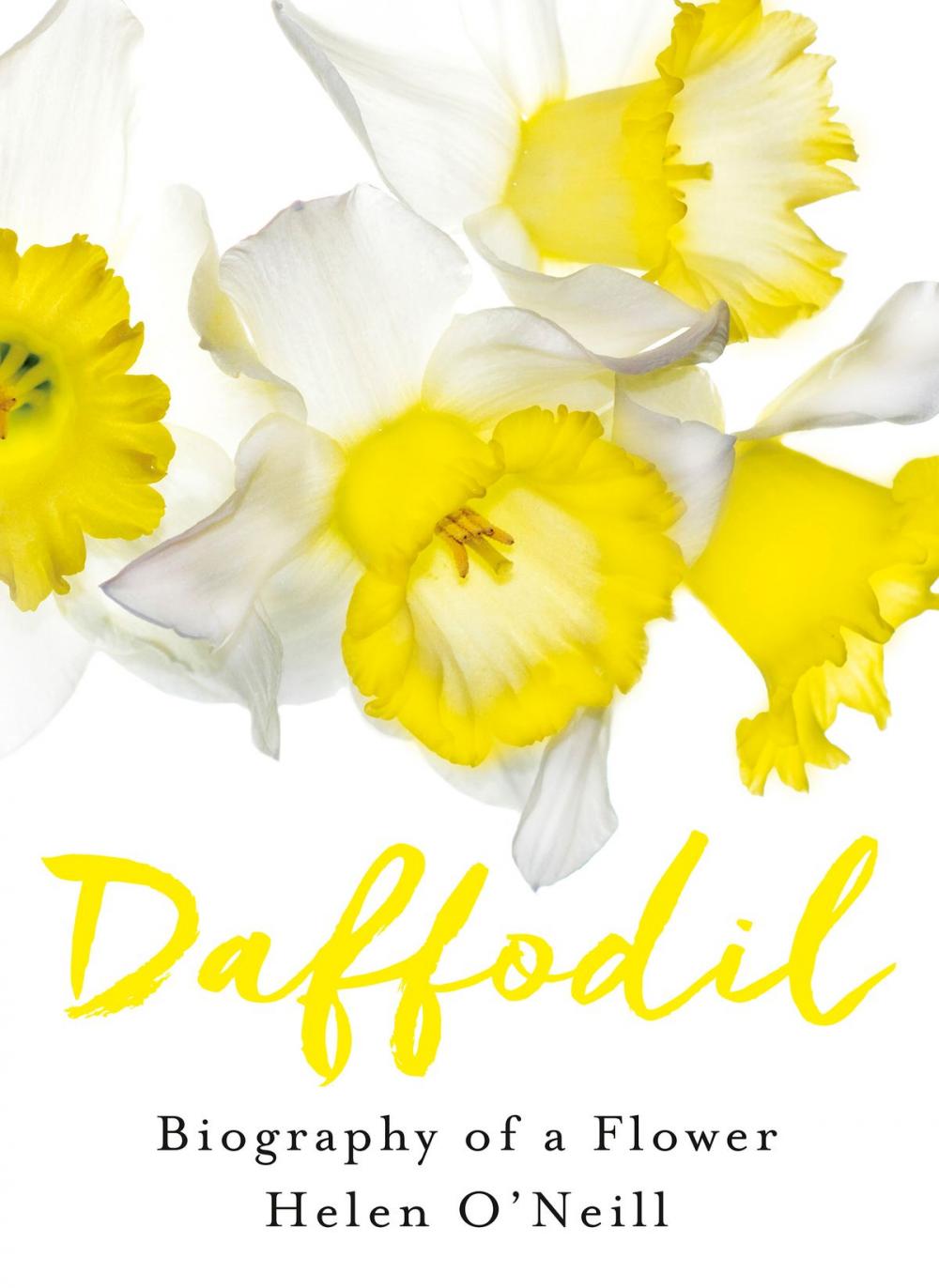 Big bigCover of Daffodil