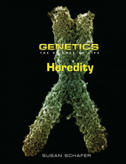 Cover of the book Heredity by Susan Schafer, Taylor and Francis