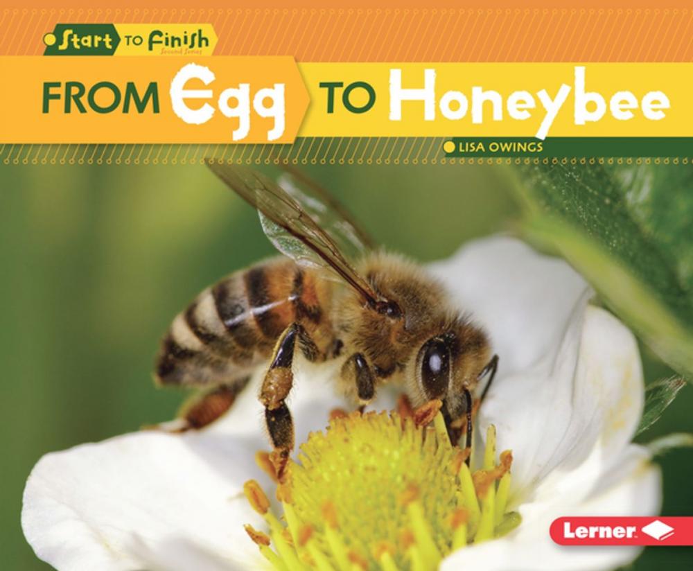 Big bigCover of From Egg to Honeybee