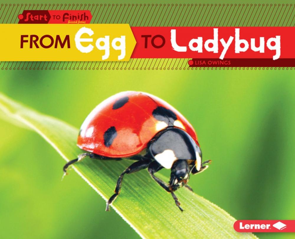 Big bigCover of From Egg to Ladybug