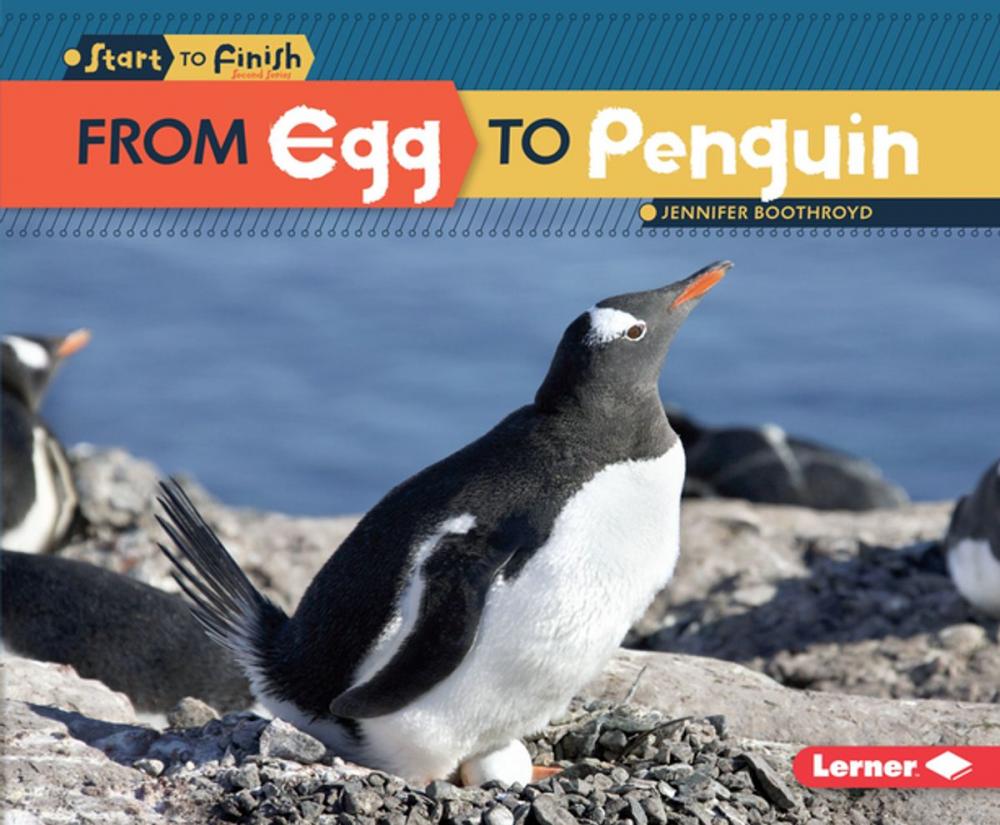 Big bigCover of From Egg to Penguin