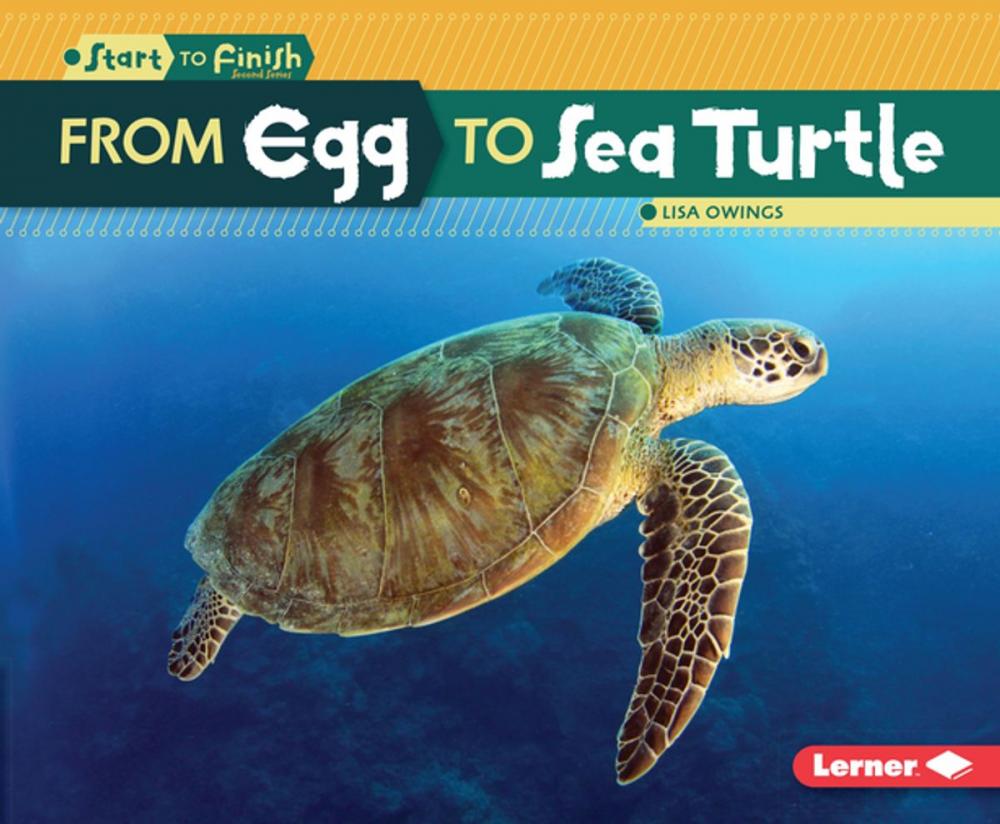 Big bigCover of From Egg to Sea Turtle