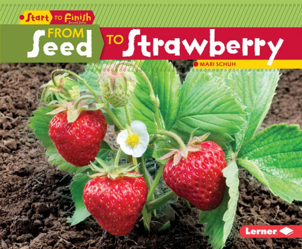 Big bigCover of From Seed to Strawberry