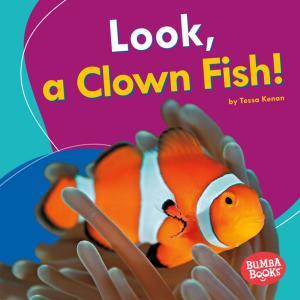 Cover of the book Look, a Clown Fish! by Sylvia A. Rouss