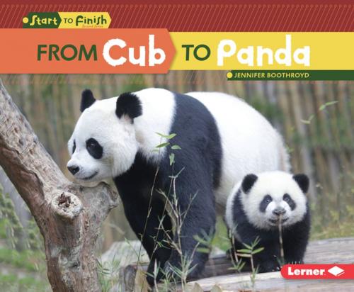 Cover of the book From Cub to Panda by Jennifer Boothroyd, Lerner Publishing Group