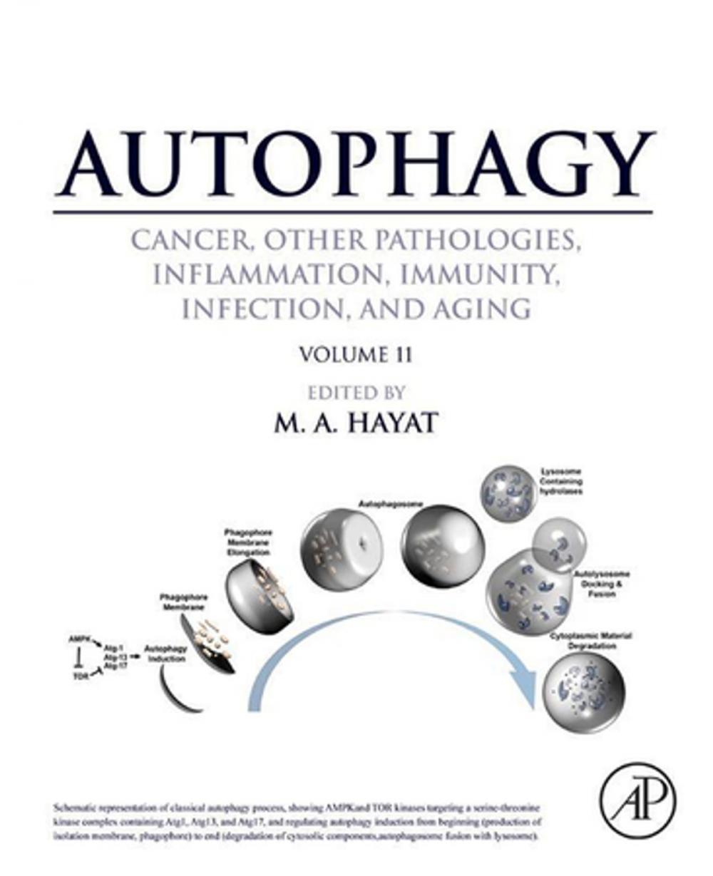 Big bigCover of Autophagy: Cancer, Other Pathologies, Inflammation, Immunity, Infection, and Aging