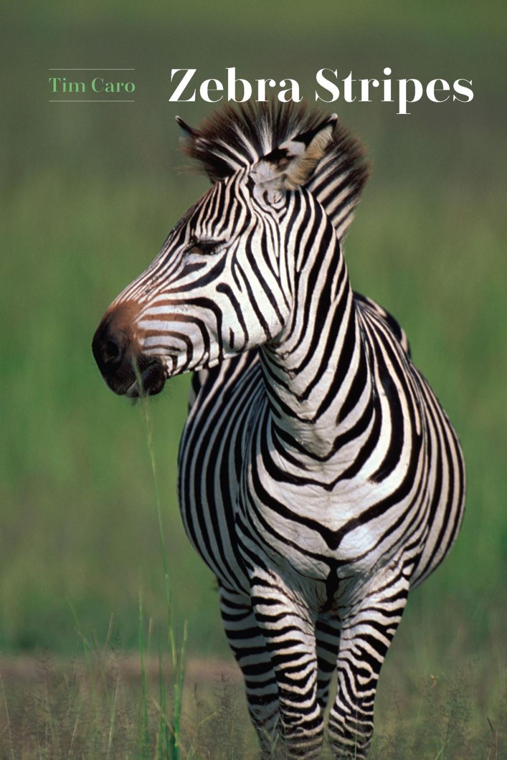 Big bigCover of Zebra Stripes