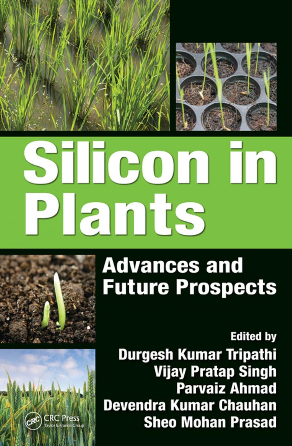 Big bigCover of Silicon in Plants