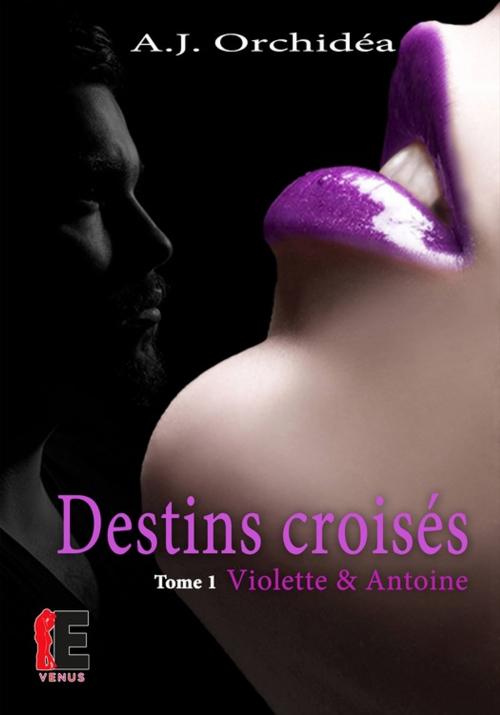 Cover of the book Violette & Antoine by A.J. Orchidéa, Evidence Editions