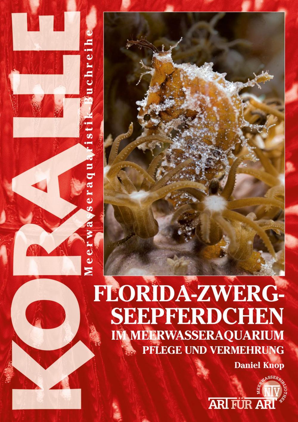 Big bigCover of Florida-Zwergseepferdchen im Meerwasseraquarium