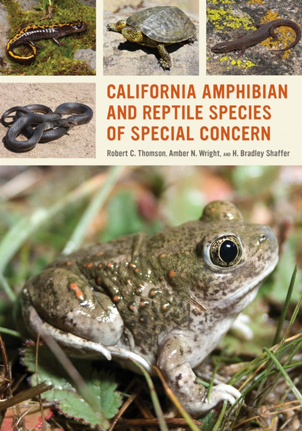 Big bigCover of California Amphibian and Reptile Species of Special Concern