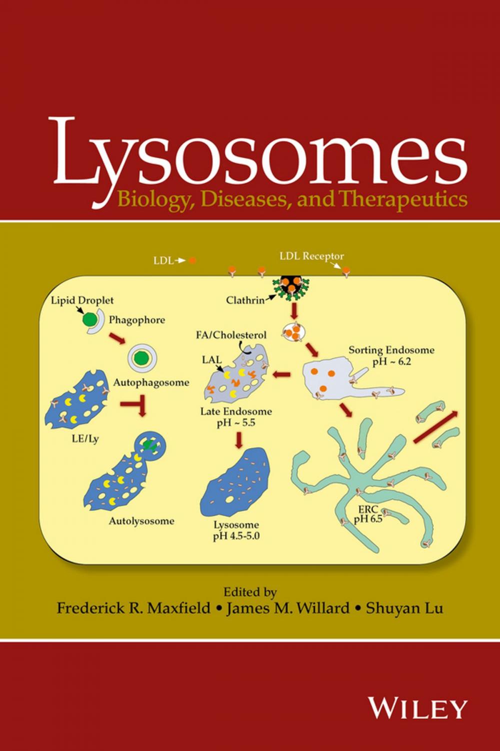 Big bigCover of Lysosomes