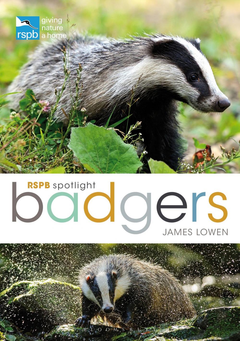 Big bigCover of RSPB Spotlight: Badgers