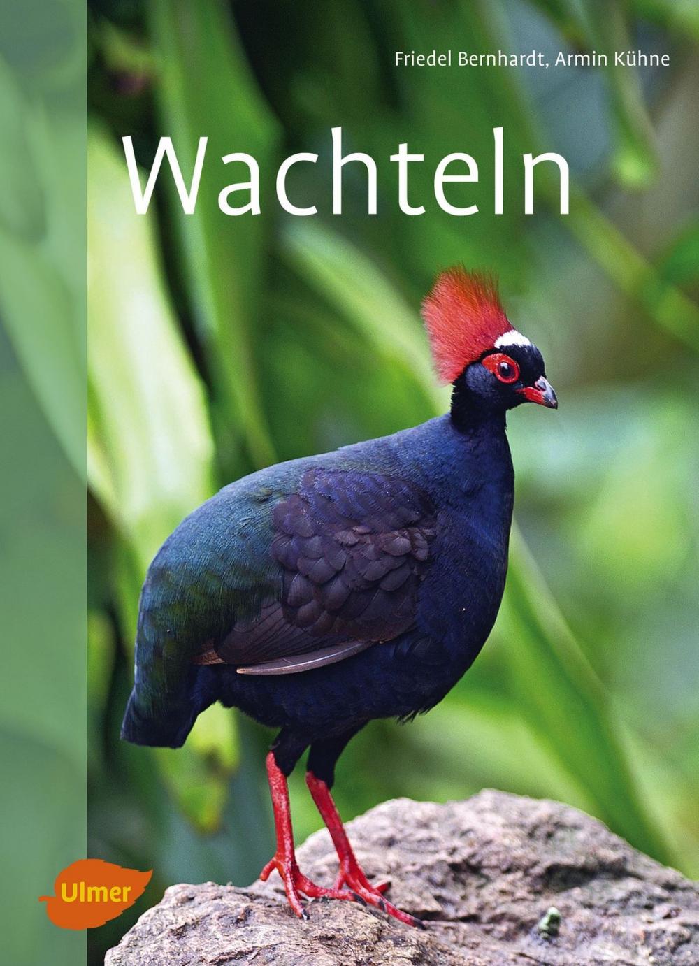 Big bigCover of Wachteln