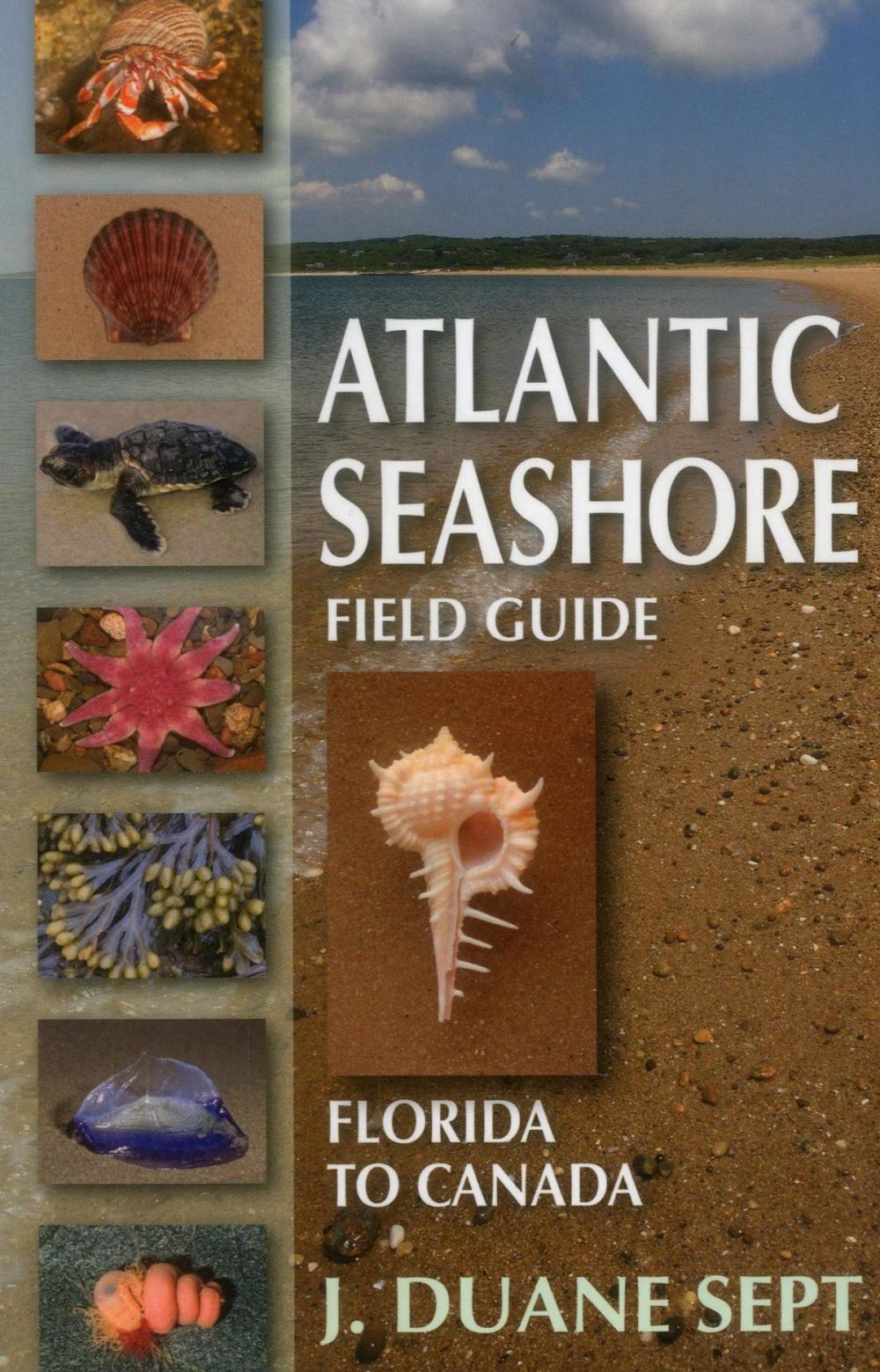 Big bigCover of Atlantic Seashore Field Guide