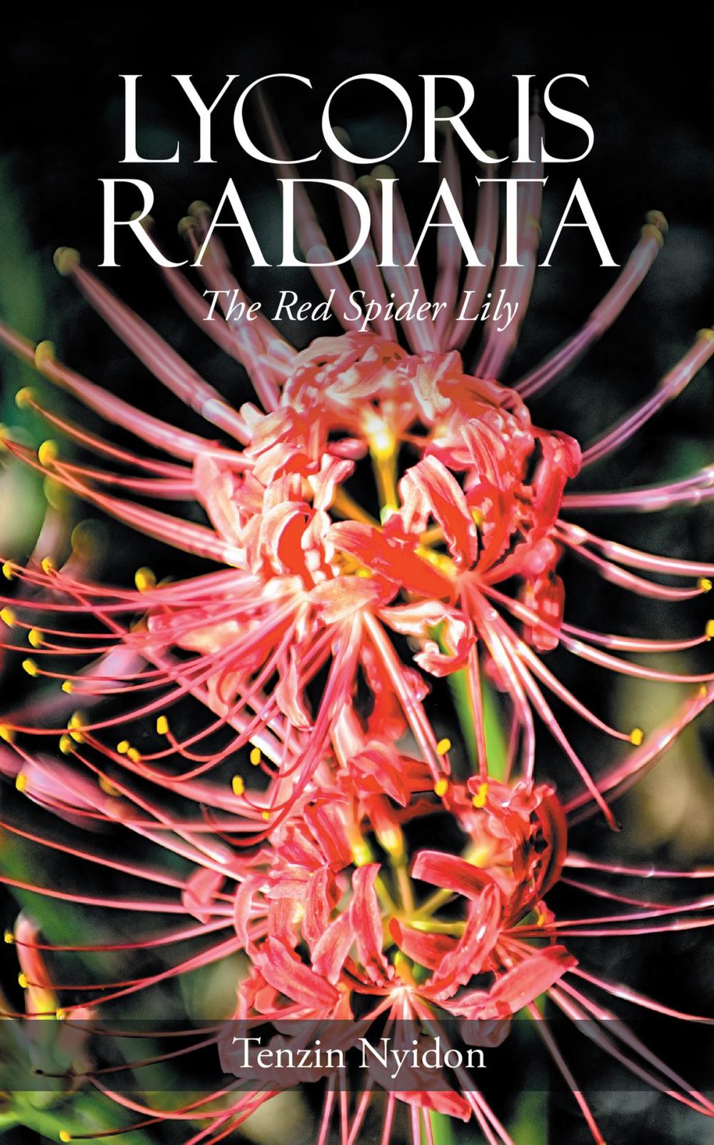 Big bigCover of Lycoris Radiata