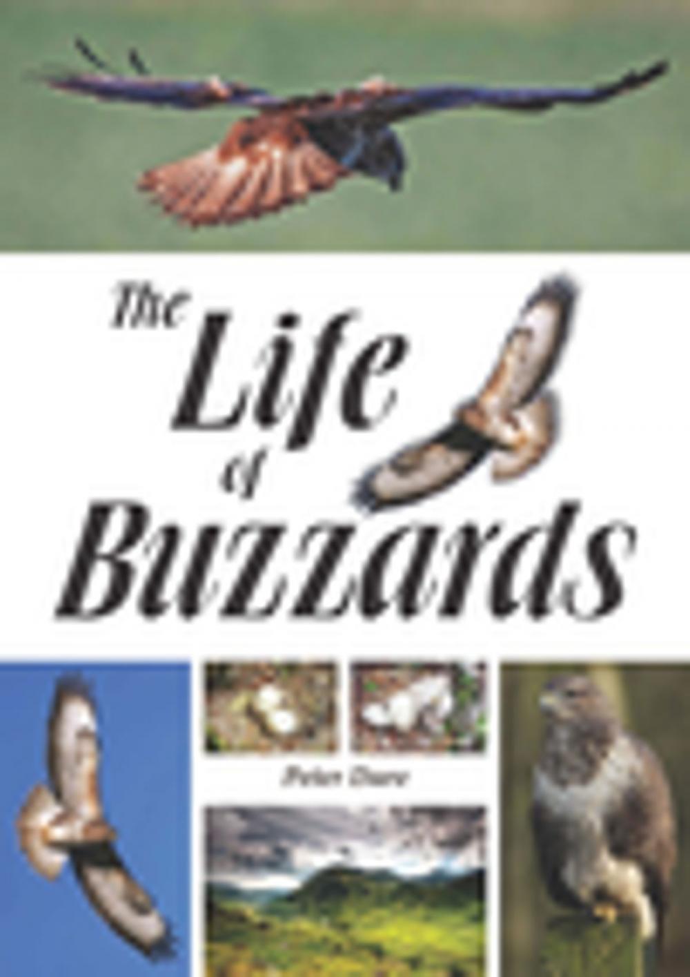 Big bigCover of The Life of Buzzards