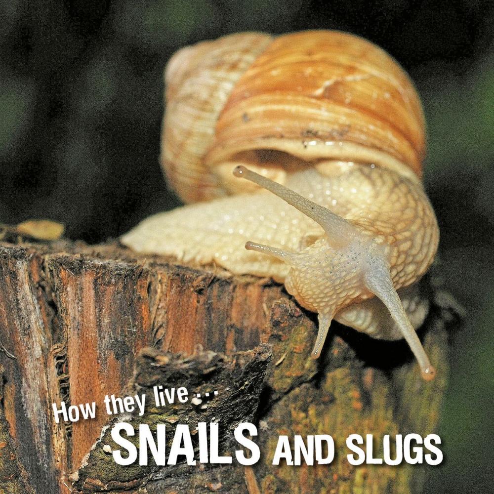 Big bigCover of How they live... Snails and Slugs