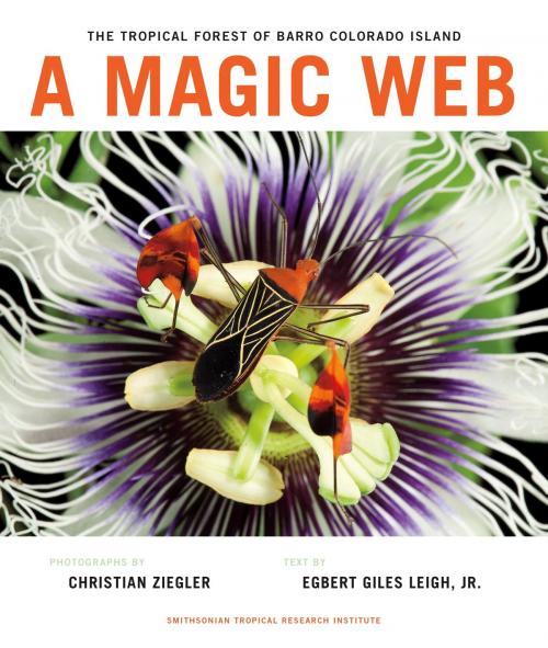 Cover of the book A Magic Web by Egbert Giles Leigh, Jr., Smithsonian