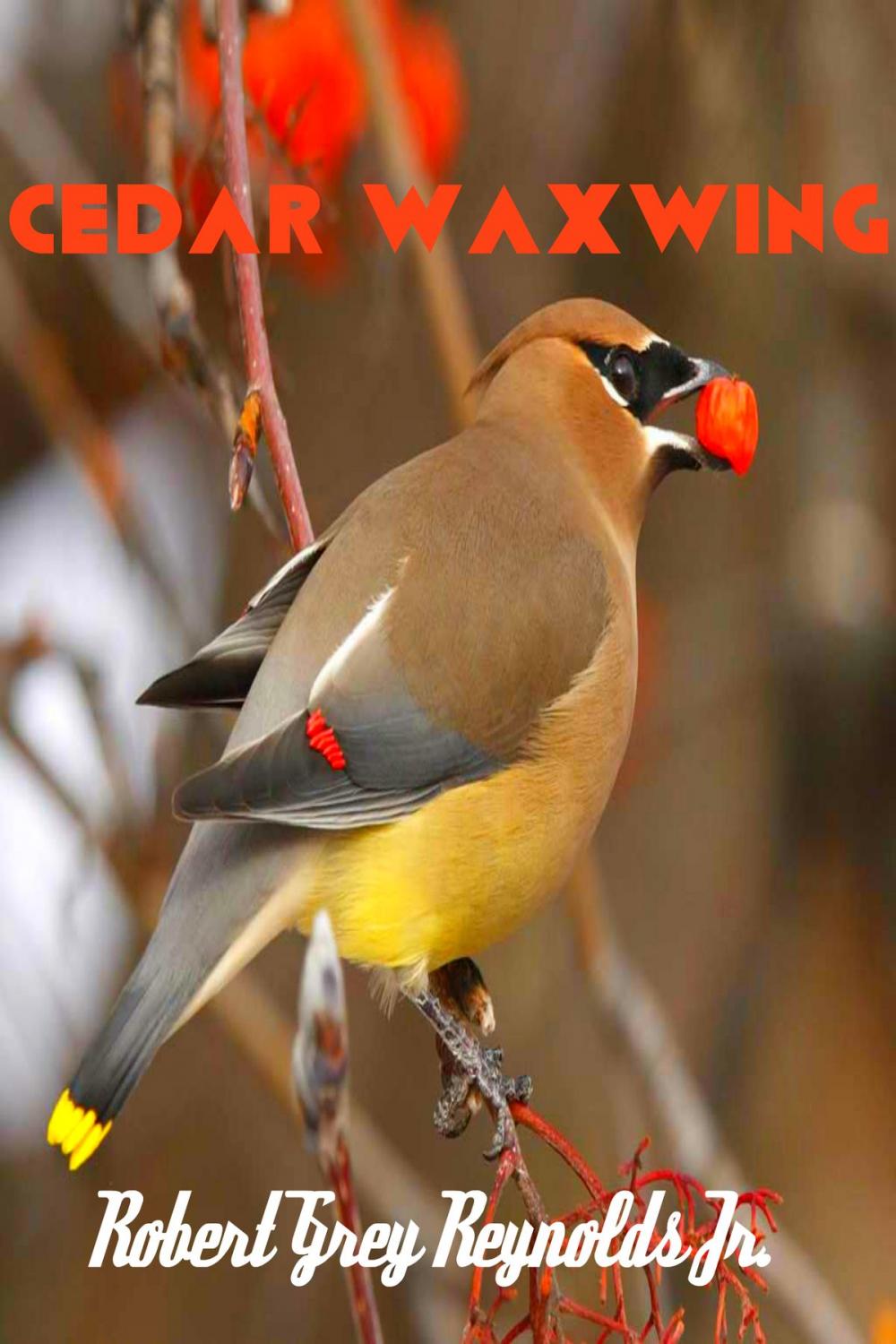 Big bigCover of Cedar Waxwing