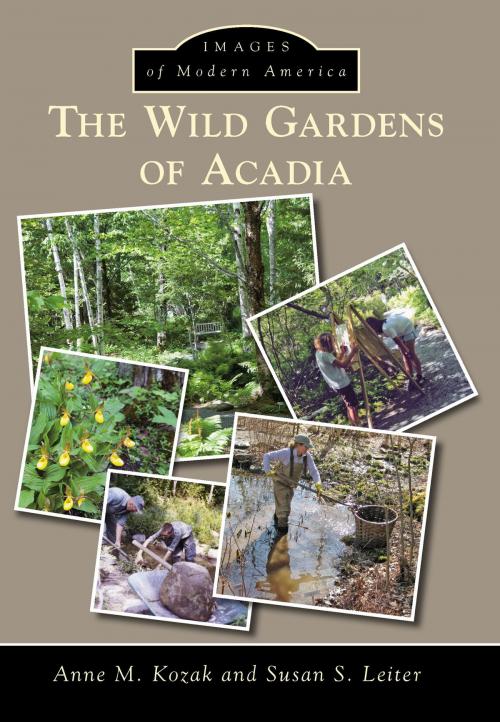 Cover of the book The Wild Gardens of Acadia by Anne M. Kozak, Susan S. Leiter, Arcadia Publishing Inc.