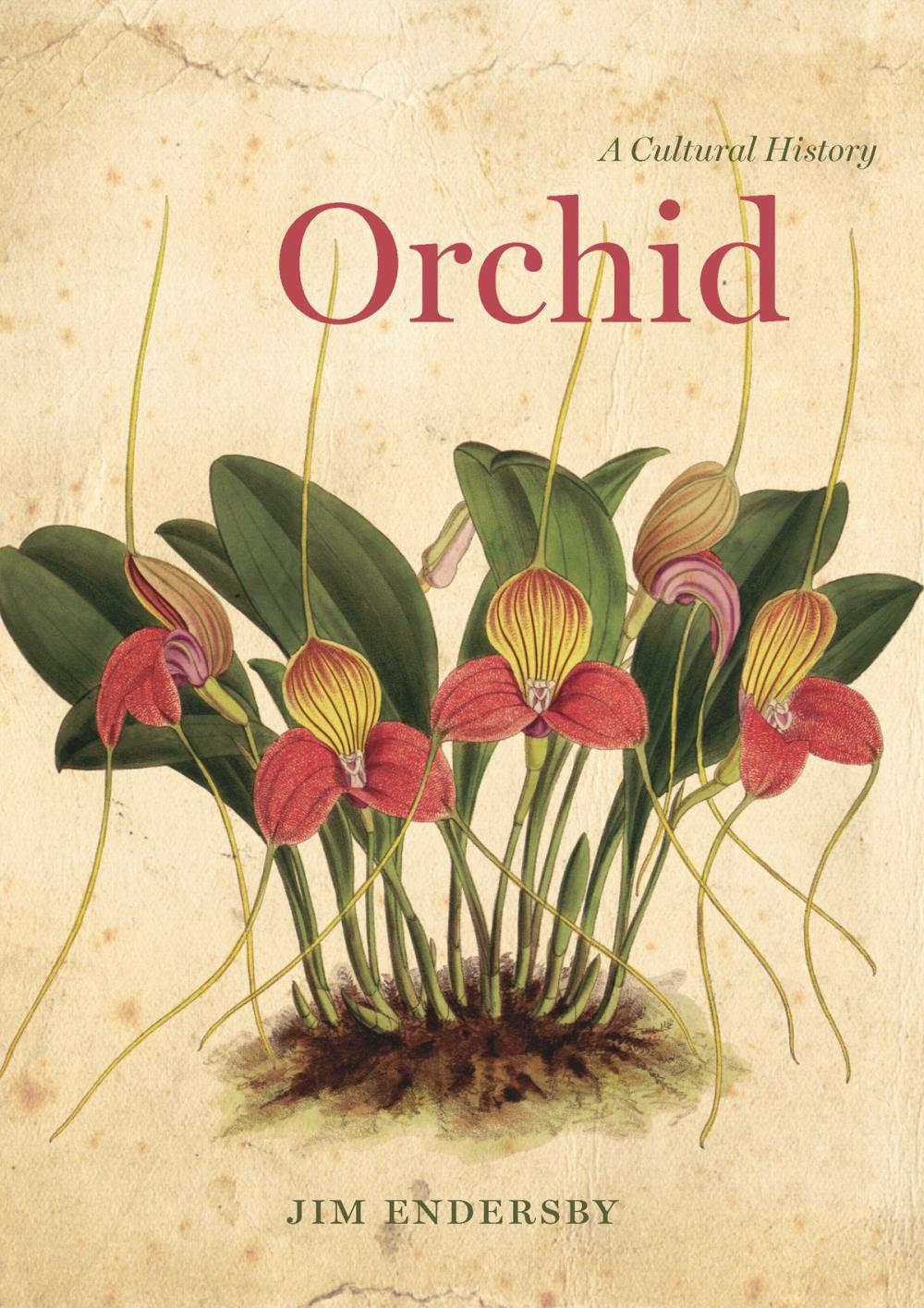 Big bigCover of Orchid