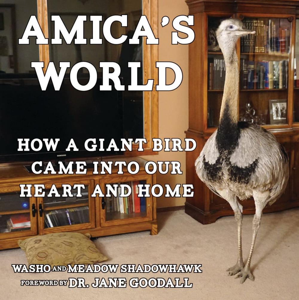 Big bigCover of Amica's World