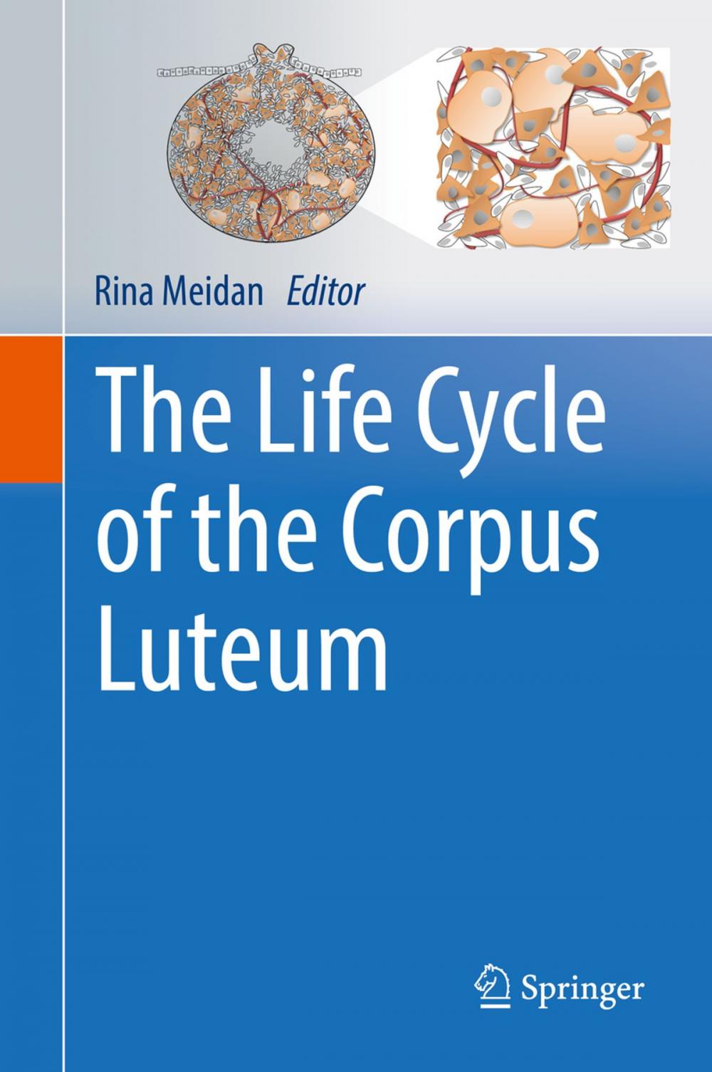 Big bigCover of The Life Cycle of the Corpus Luteum