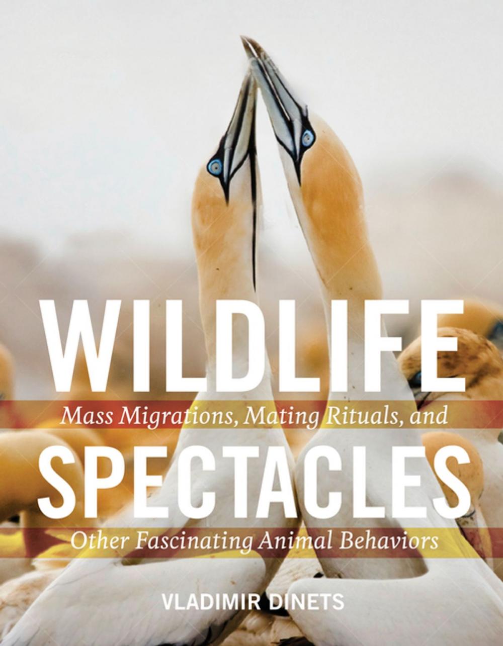 Big bigCover of Wildlife Spectacles