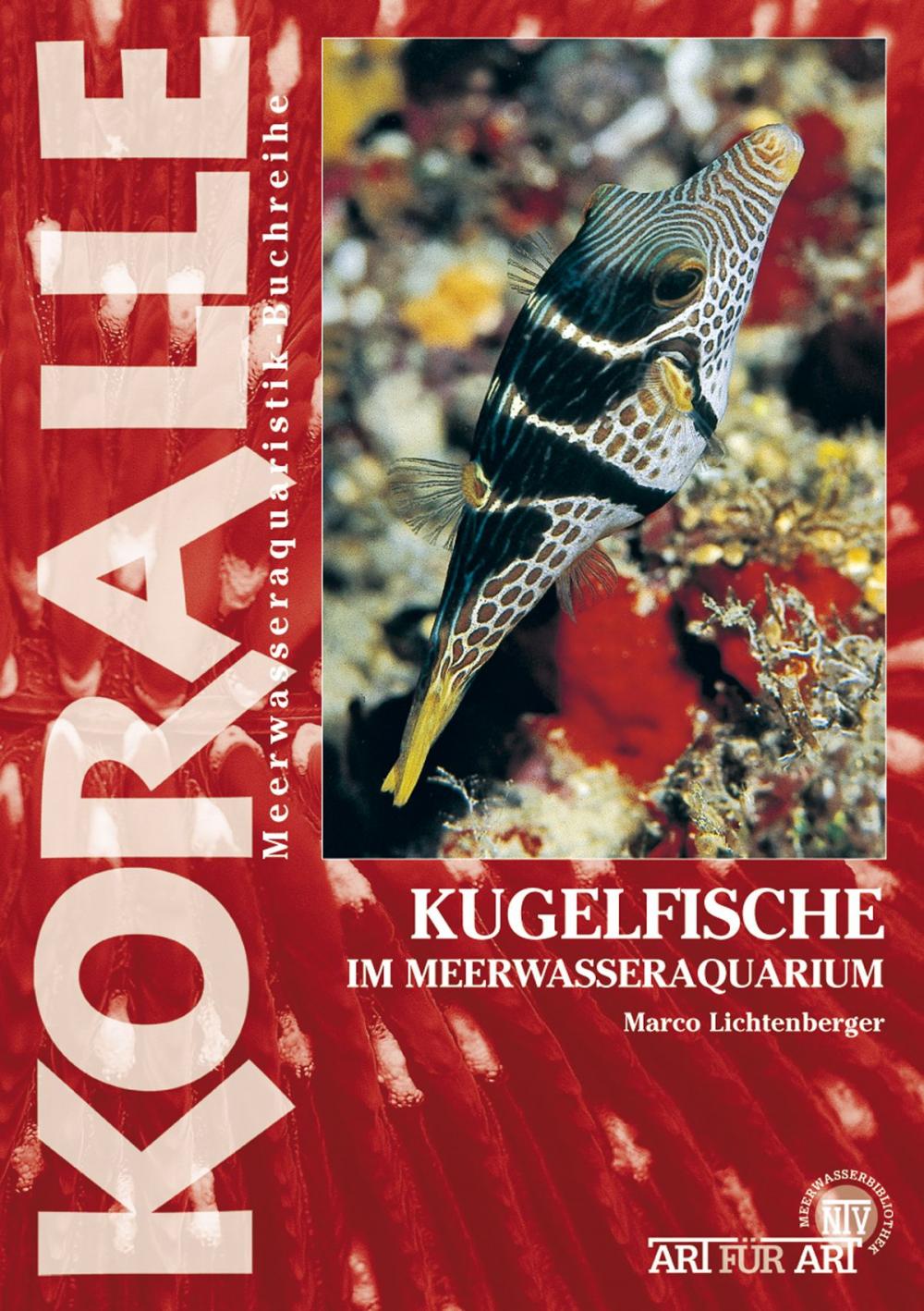 Big bigCover of Kugelfische im Meerwasseraquarium