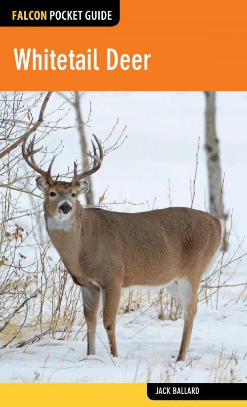 Cover of the book Whitetail Deer by Jack Ballard, Falcon Guides