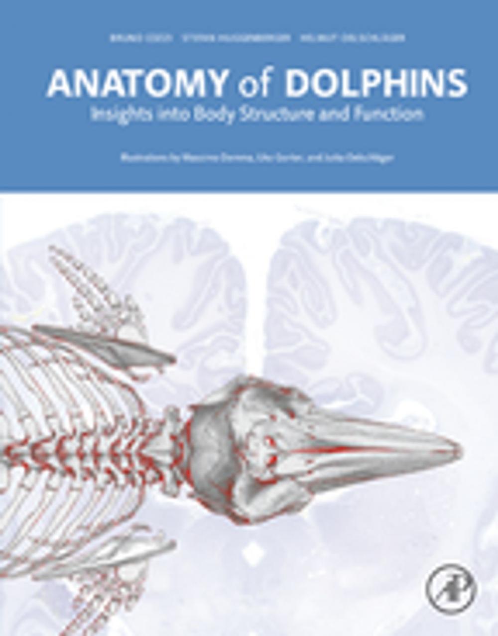 Big bigCover of Anatomy of Dolphins