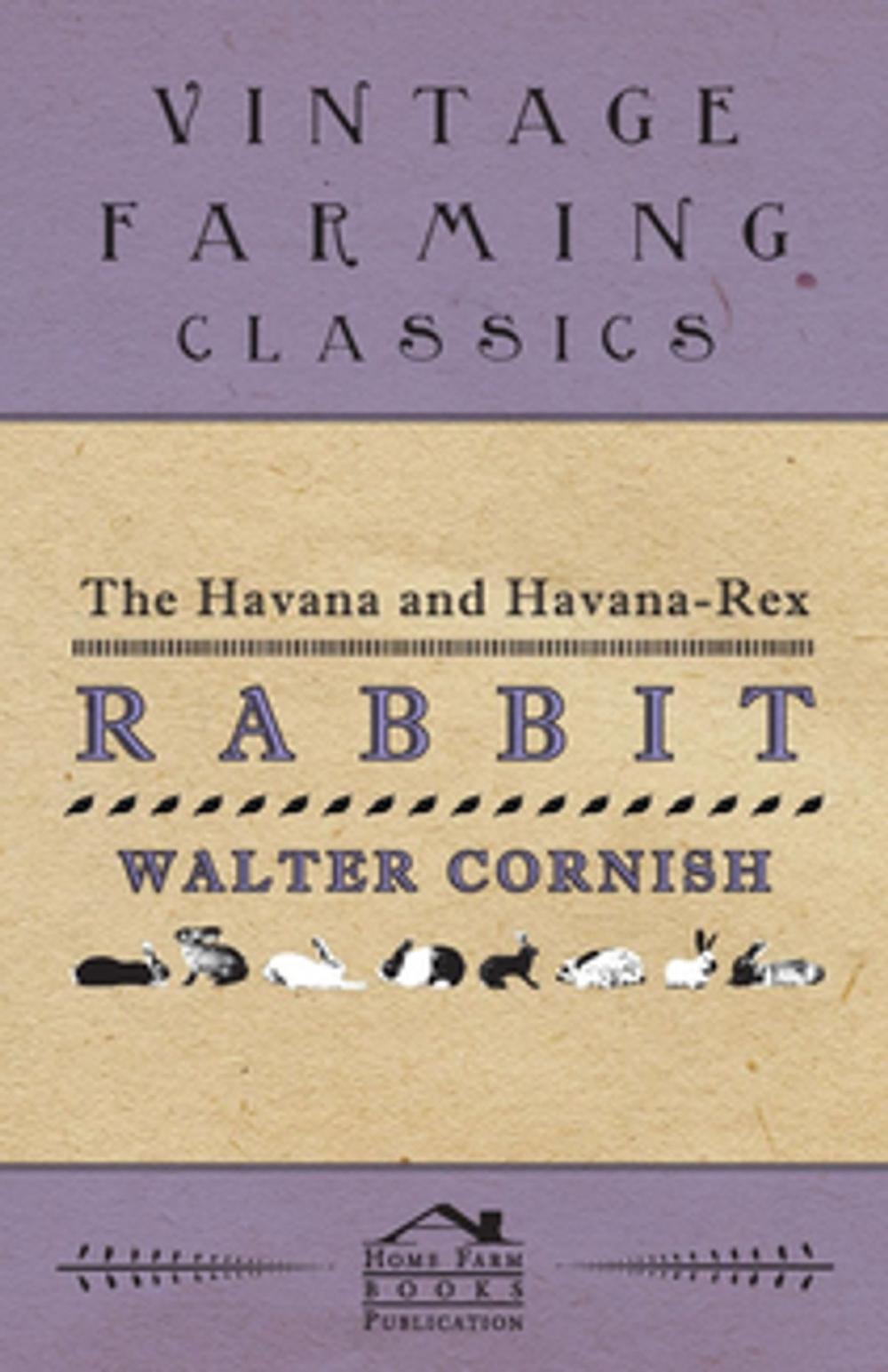 Big bigCover of The Havana and Havana-Rex Rabbit