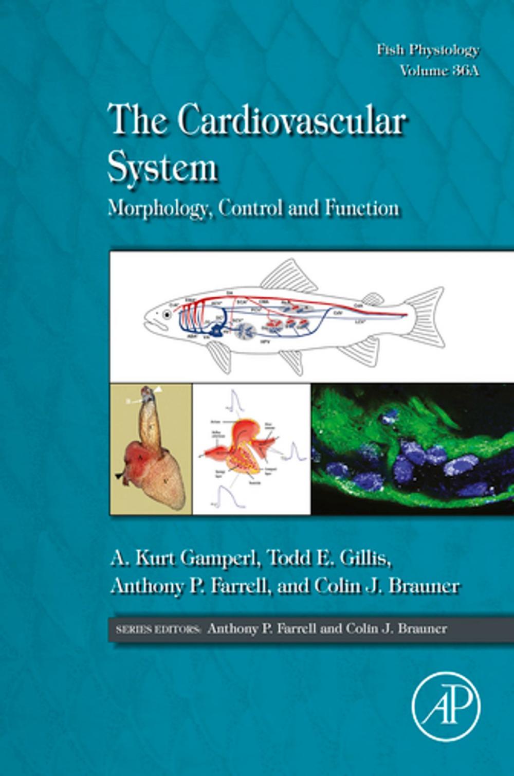 Big bigCover of The Cardiovascular System