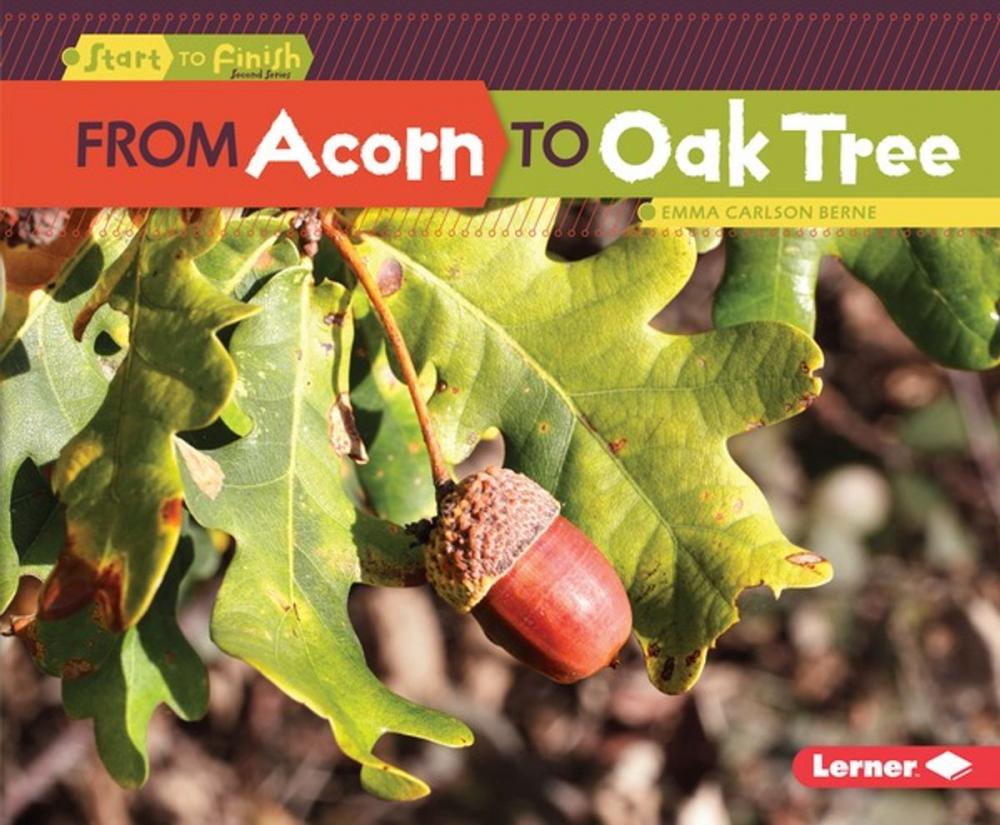 Big bigCover of From Acorn to Oak Tree