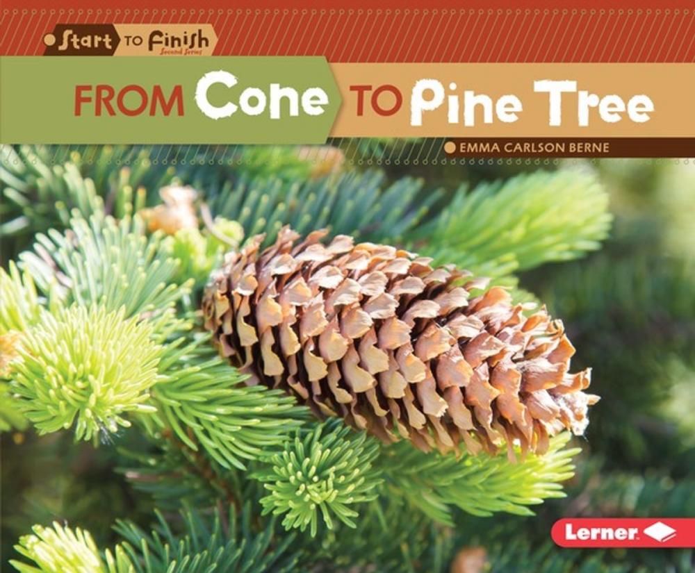 Big bigCover of From Cone to Pine Tree