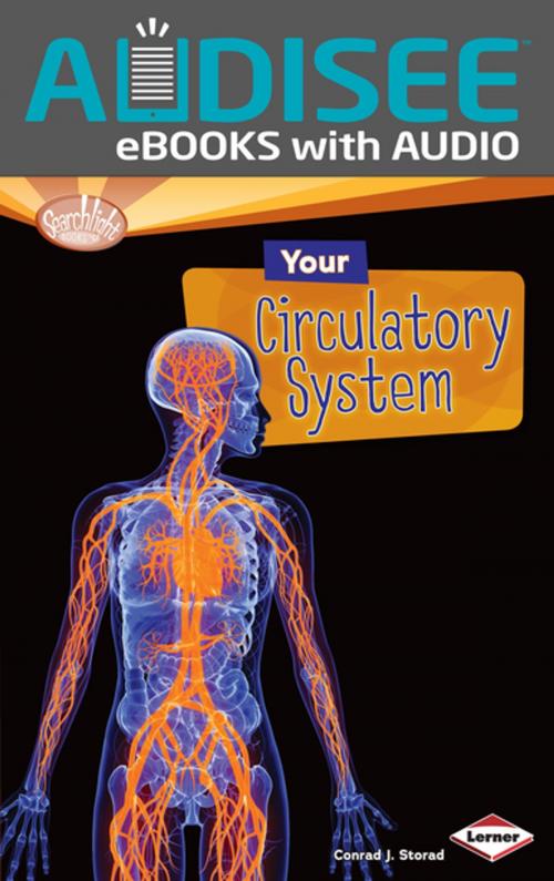 Cover of the book Your Circulatory System by Conrad J. Storad, Lerner Publishing Group