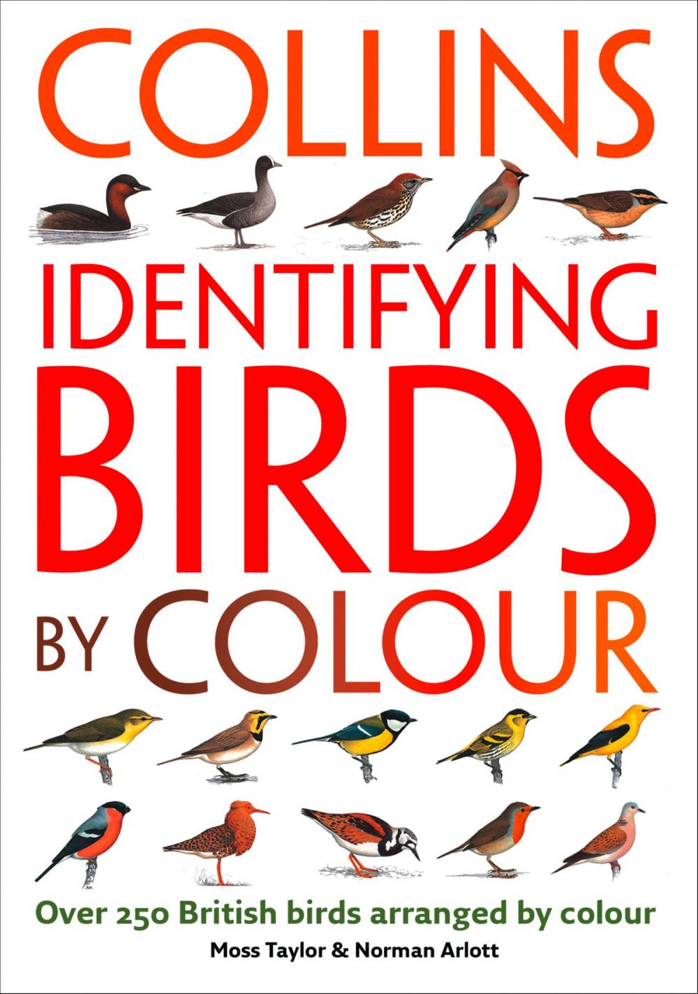 Big bigCover of Identifying Birds by Colour