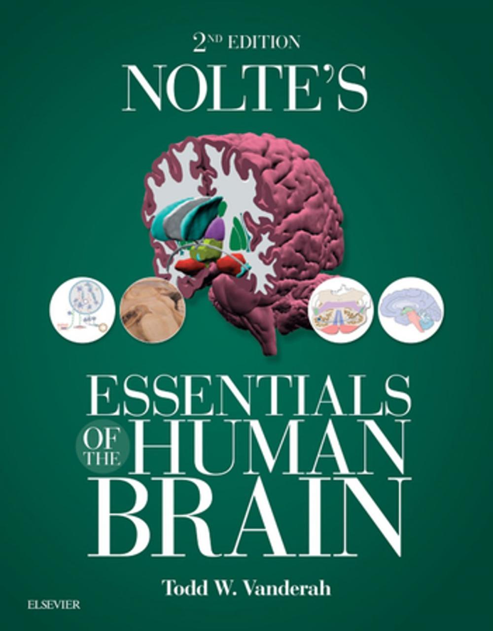 Big bigCover of Nolte's Essentials of the Human Brain E-Book