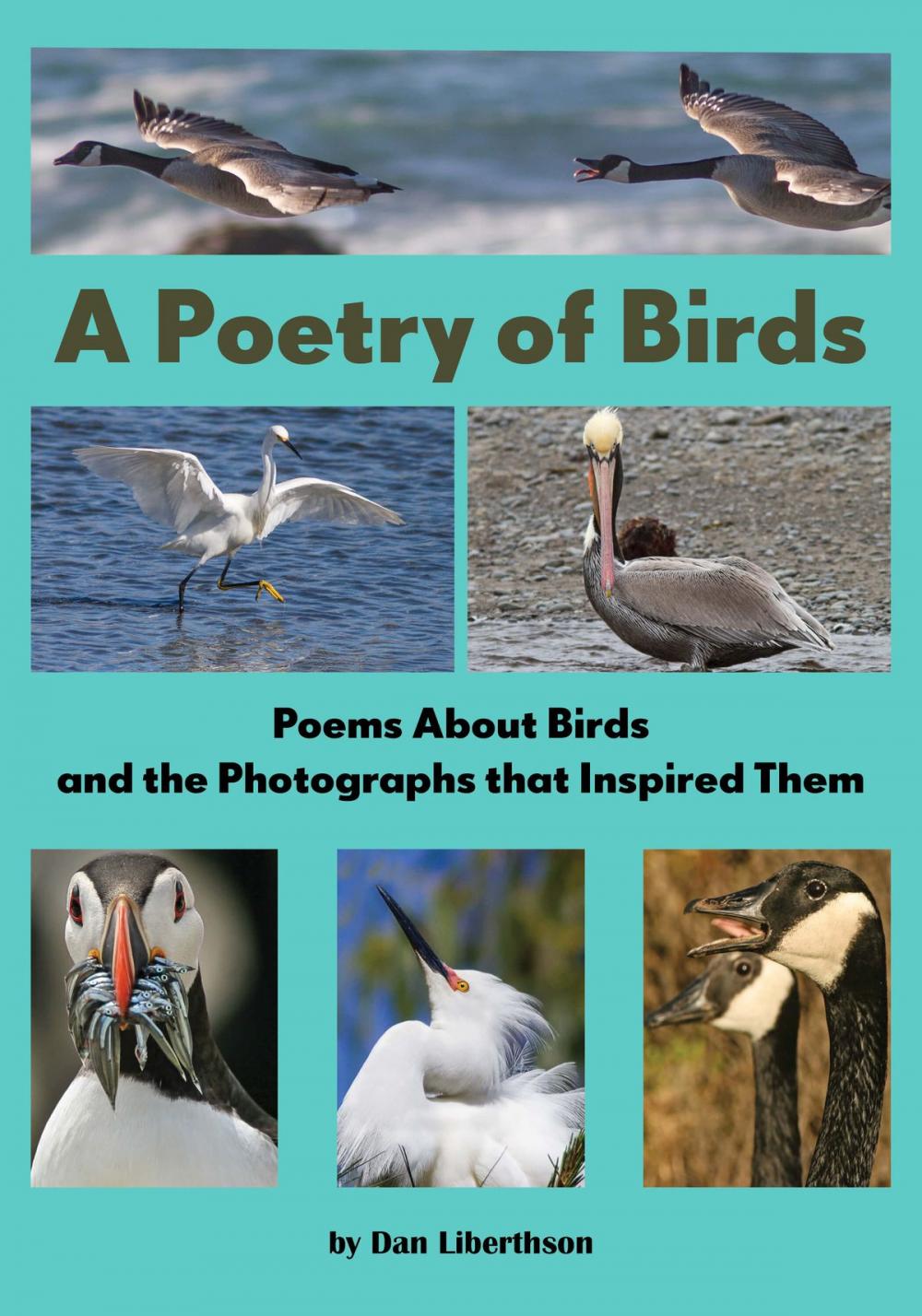 Big bigCover of A Poetry of Birds