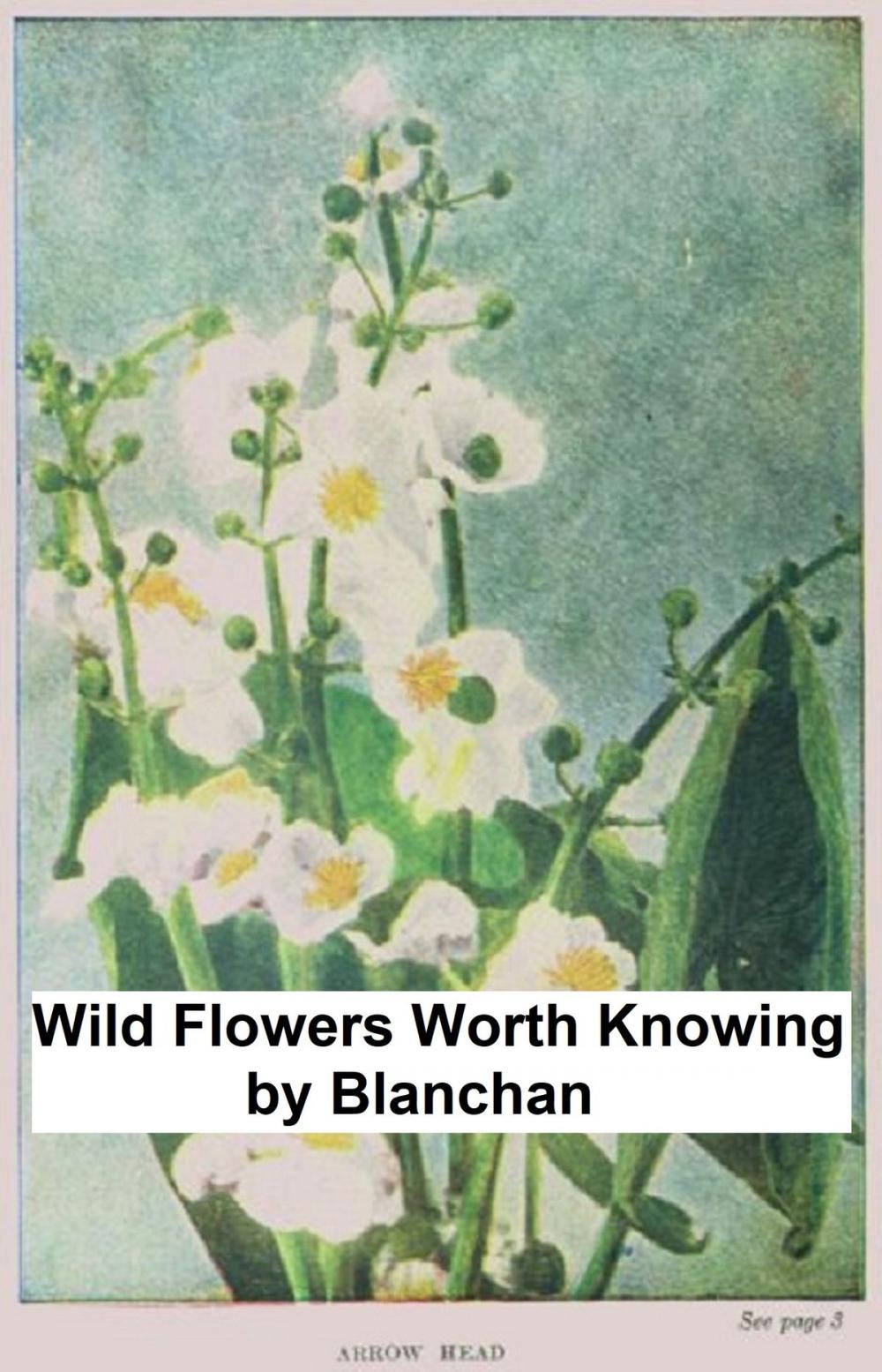 Big bigCover of Wild Flowers Worth Knowing, Illustrated