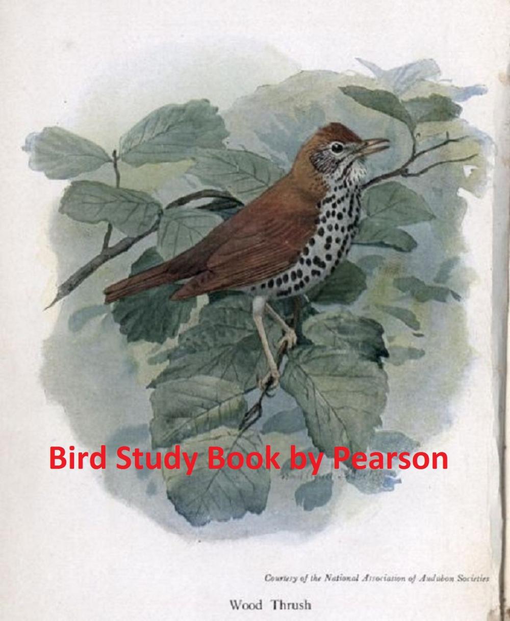 Big bigCover of Bird Study Book, Illustrated