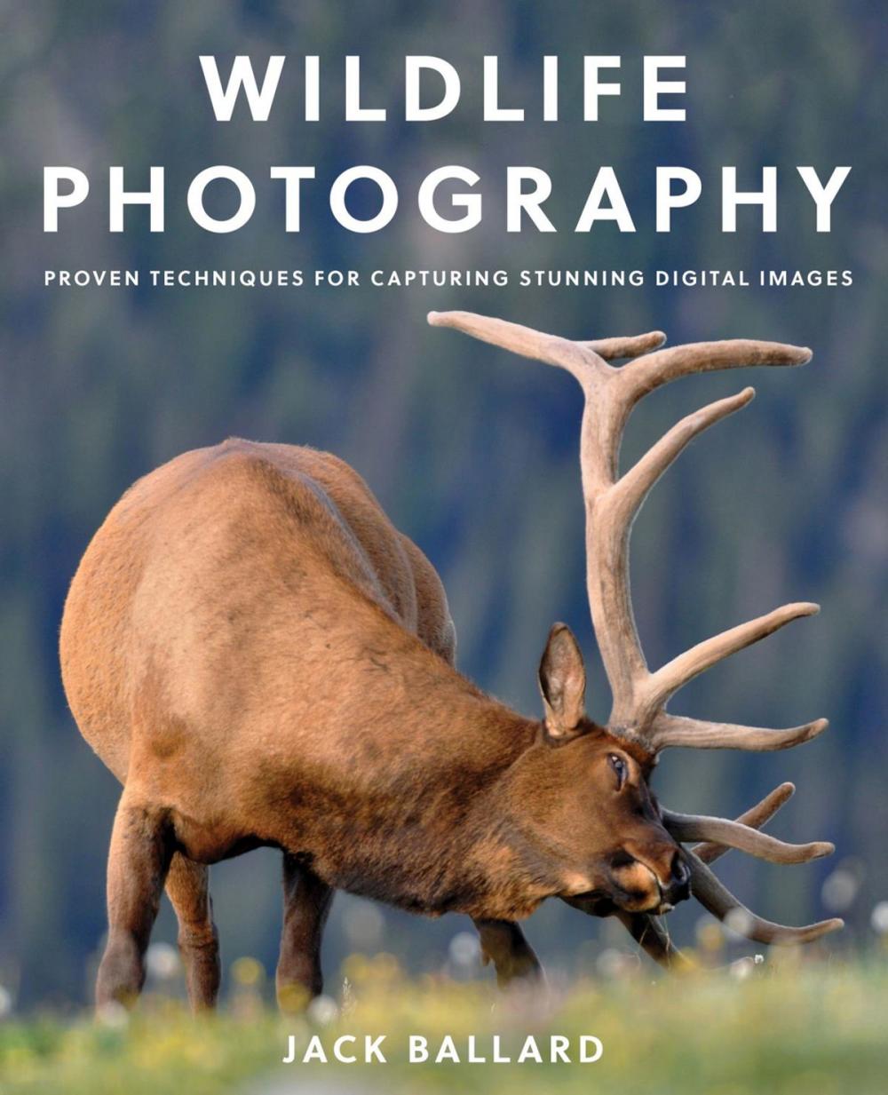 Big bigCover of Wildlife Photography