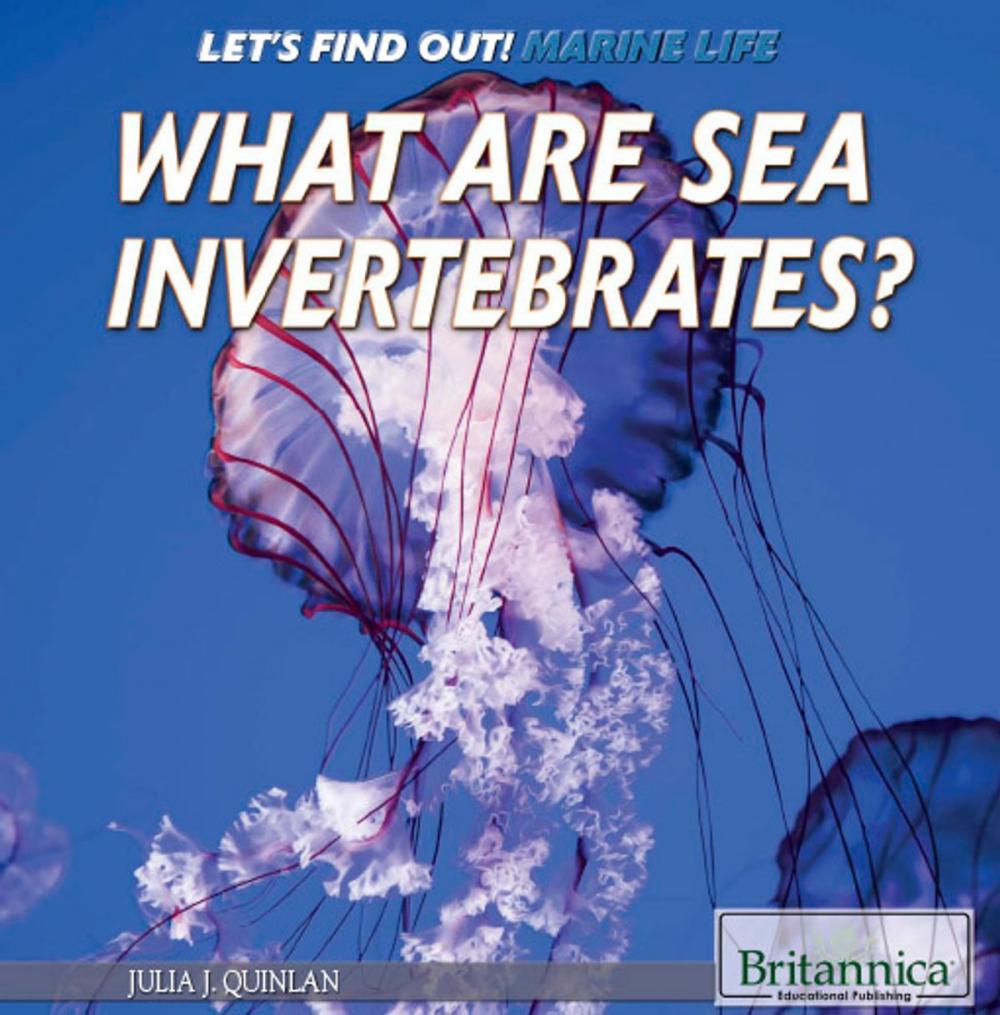 Big bigCover of What Are Sea Invertebrates?