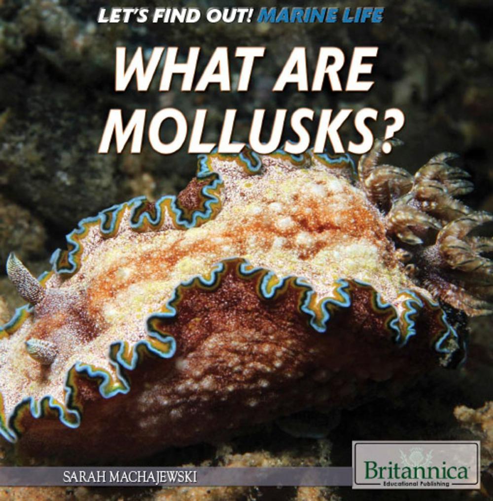 Big bigCover of What Are Mollusks?